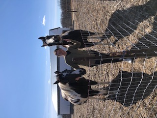 Boriana with two horses